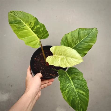 Unleash the Tropics: Philodendron Jungle Fever Care Guide & Tips