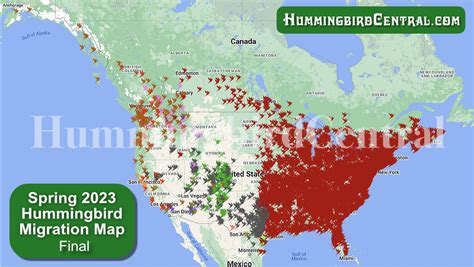 Hummingbird Spring Migration Map 的图像结果