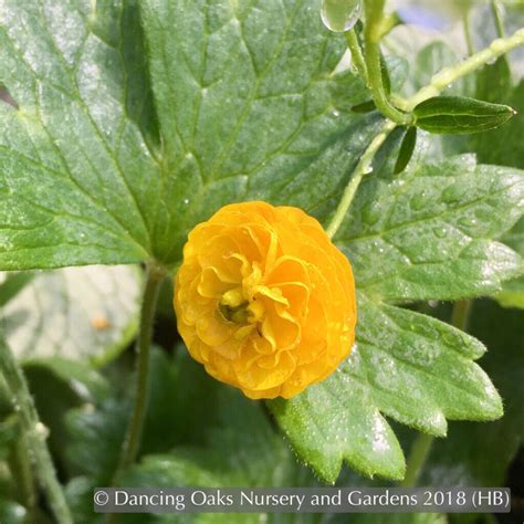 Ranunculus acris 'Flore Pleno', Double Meadow Buttercup – Dancing Oaks ...