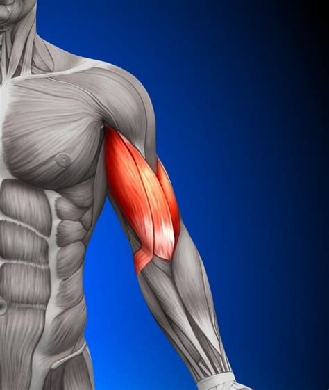 Inner Bicep Pain