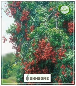 OhhSome Tree Seeds Outdoor Fruit Tree Seeds Planting Exotic Rare Seeds ...