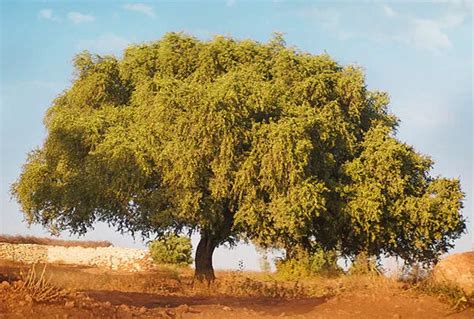 argan oil – Moroccanoil