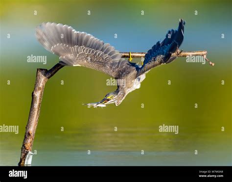 Fish Hunting 的图像结果