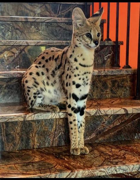 Expert savannah cat breeders f1 savannah kittens – Artofit