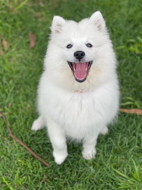 Japanese Spitz - Kudlepups
