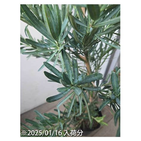 Podocarpus elongatus 'Icee Blue' | Seeding