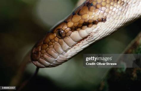 Image result for Catching Amethystine Python's