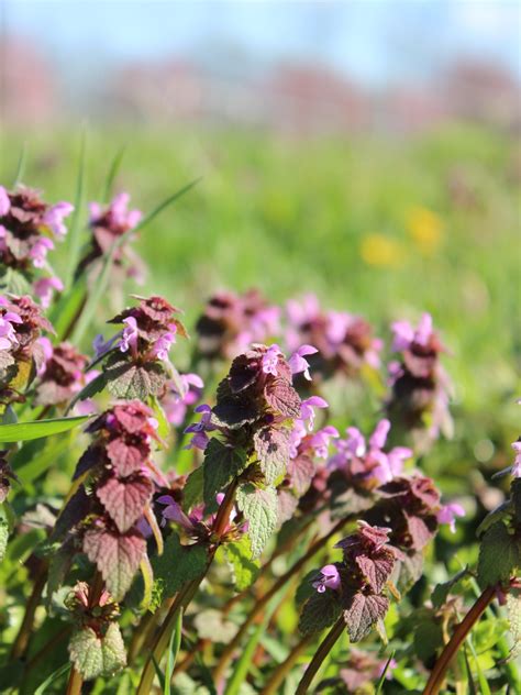Foraging Purple Dead Nettle (& Ways to Use It) — Practical Self Reliance