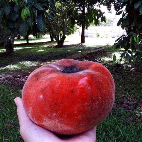 Arlo Dwarf Rare Fruit Live Plant - High Delicious " VELVET APPLE ...