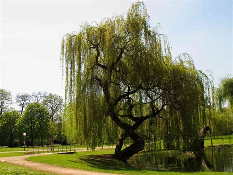 20 Best Types of Weeping Trees