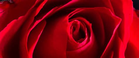 Download wallpaper 2560x1080 rose, petals, macro, flower, red dual wide ...