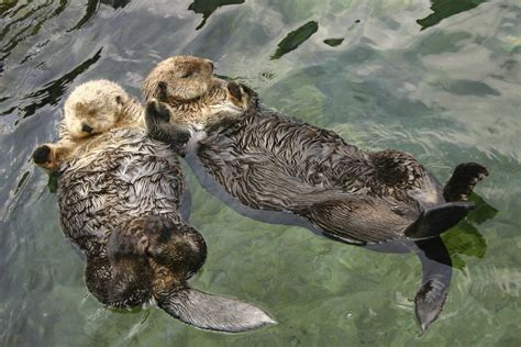 Sea otters hold hands while they sleep so that they won't float away ...