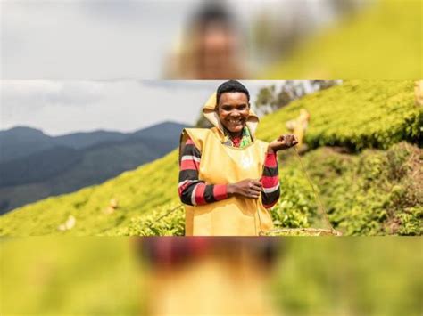 अंतरराष्ट्रीय चाय दिवस 2020 थीम, सेलिब्रेशन, चाय दिवस हिस्ट्री, चाय ...