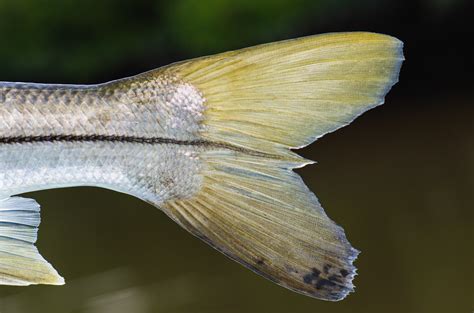 Snook Fly Patterns 的图像结果