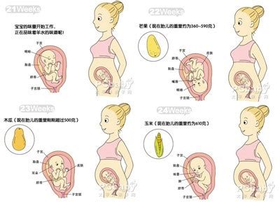 【图】怀孕22周 22周胎儿有多大了 - 图老师