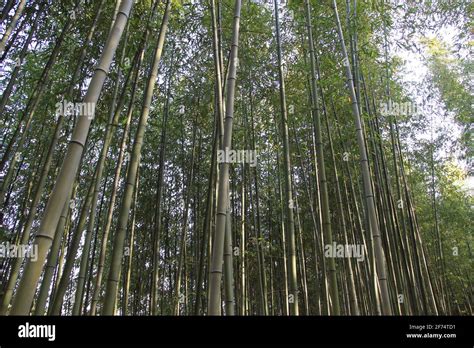 Spring Nature Scenery 的图像结果