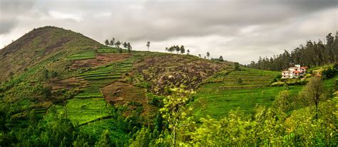 GreenNest