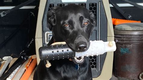 Image result for Retriever Force Fetch Steps