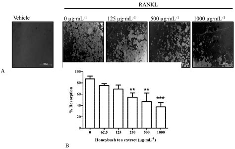Commercial Honeybush (Cyclopia spp.) Tea Extract Inhibits Osteoclast ...