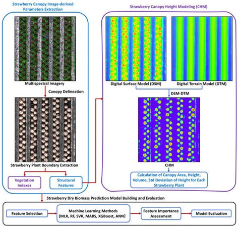 Prediction of Strawberry Dry Biomass from UAV Multispectral Imagery ...