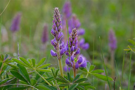 Lupinus perennis (WILD LUPINE) | Special Vegetation