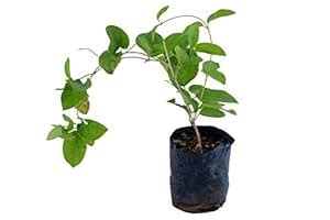 KAROLANE® Gymnema Sylvestre Gurmar Gudmar Cakkarakkolli Cirukurinca ...