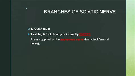sciaticnerve pptx | PPTX