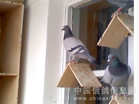 新鸽舍即将完工了-中国信鸽信息网相册