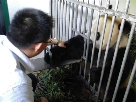 为什么大熊猫看到饲养员后总爱跑去抱大腿？听听饲养员怎么回答吧|饲养员|熊猫|大熊猫_新浪新闻