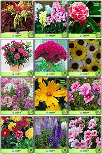 Creative Farmer Seeds Online India Combo Flower Seeds : Amaranthus ...