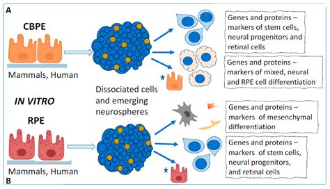 Pigment Epithelia of the Eye: Cell-Type Conversion in Regeneration and ...