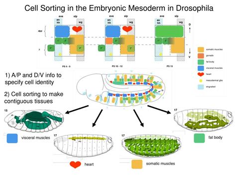 Image result for Adhesion Cell Sorting