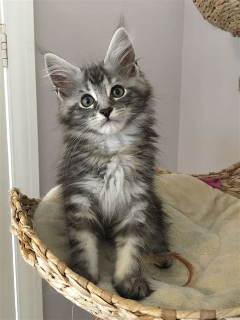 Grey Tabby Maine Coon Kittens