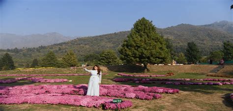 Kashmir's vibrant Chrysanthemum Garden beckons tourists