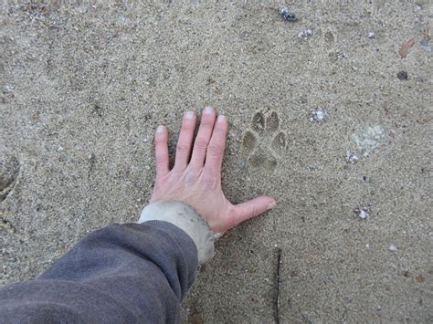 Coyote Tracks and Prints and How To Recognize Them - Floofmania