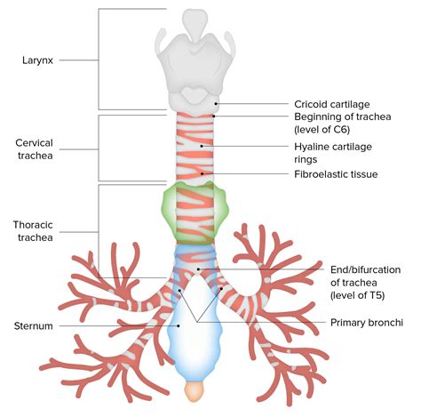 Anatomy Of Larynx And Trachea Ppt at Mary Eklund blog