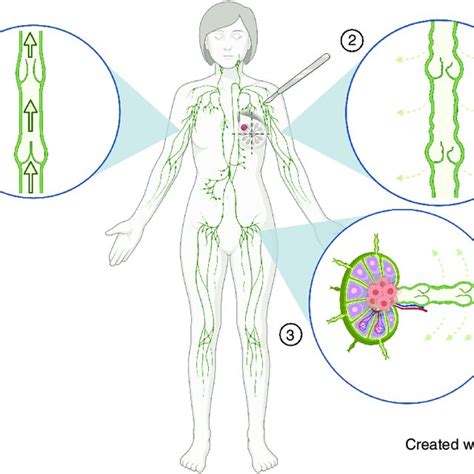 Image result for Lymphatic System Flow