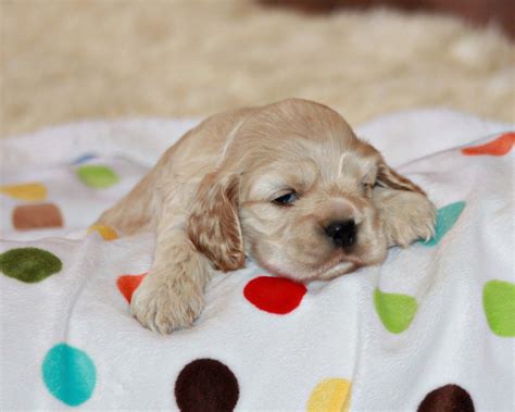 baby cocker spaniel Puppies And Kitties, Baby Puppies, Cute Puppies ...