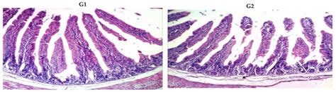Physiological Performance of Rabbits Administered Buffalo Milk Yogurts ...