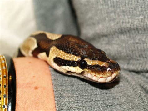 Image result for Royal Python Setup