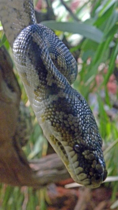 Image result for Green Brown Carpet Python