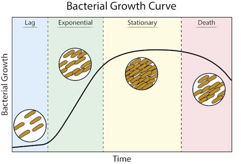 Image result for How to Do Microbial Growth Curves Using Spectrophotometer