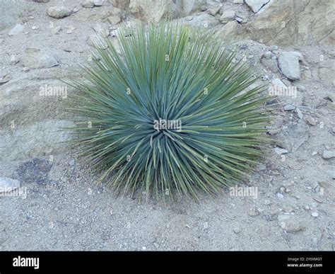 chaparral yucca (Hesperoyucca whipplei) Plantae Stock Photo - Alamy