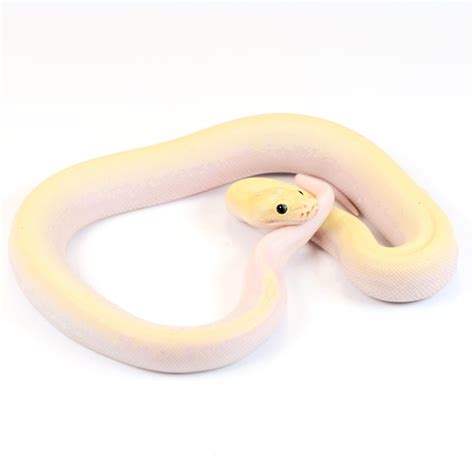Ivory Burmese Python 的图像结果