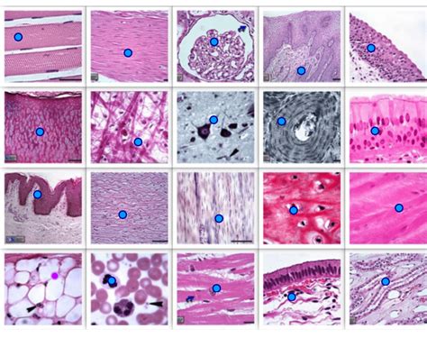 Image result for Types of Tissues