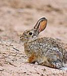 Image result for Baby Cottontail Bunnies