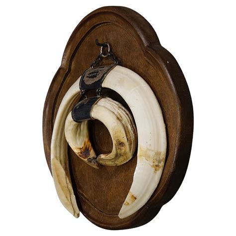 Set of 3 - 1940's Mounted Wild Boar Tusk Trophies, Spain For Sale at ...