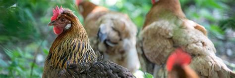 Information about chickens - FOUR PAWS International - Animal Welfare ...