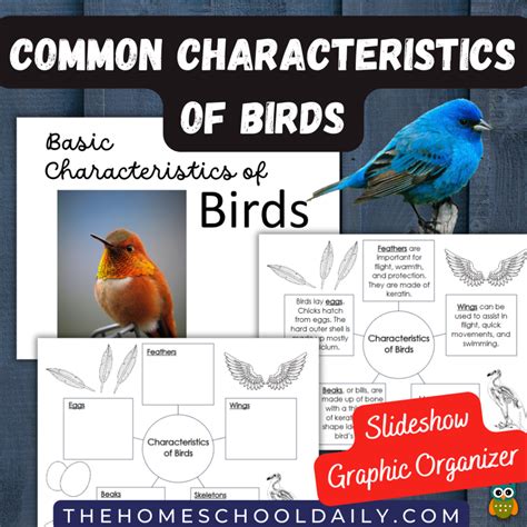 Common Characteristics of Birds - The Homeschool Daily