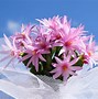 Image result for Top 3 Easter Flowers